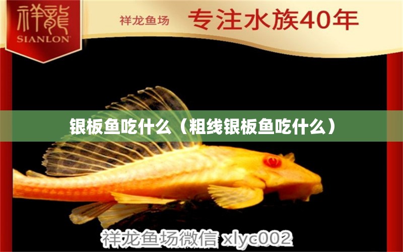 银板鱼吃什么（粗线银板鱼吃什么） 祥龙水族医院