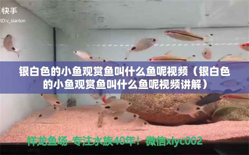 银白色的小鱼观赏鱼叫什么鱼呢视频（银白色的小鱼观赏鱼叫什么鱼呢视频讲解）