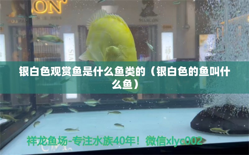 银白色观赏鱼是什么鱼类的（银白色的鱼叫什么鱼） 广州观赏鱼批发市场