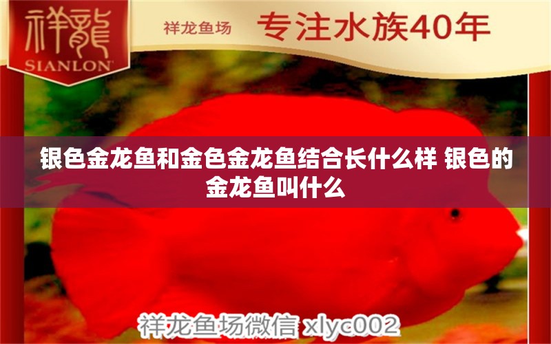 银色金龙鱼和金色金龙鱼结合长什么样 银色的金龙鱼叫什么 祥龙龙鱼鱼粮 第1张