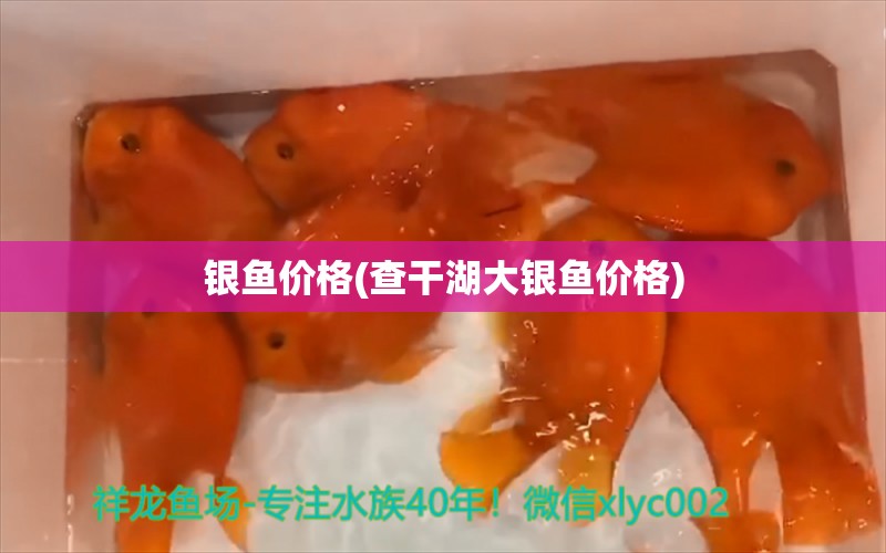 银鱼价格(查干湖大银鱼价格)