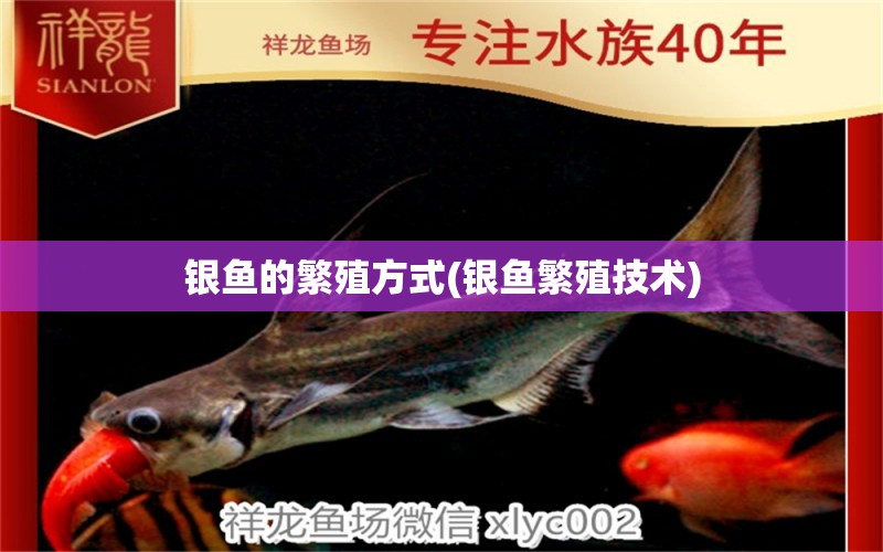 银鱼的繁殖方式(银鱼繁殖技术) 申古三间鱼