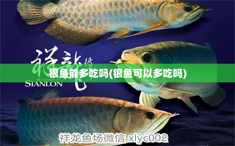 银鱼能多吃吗(银鱼可以多吃吗) 祥龙传奇品牌鱼缸