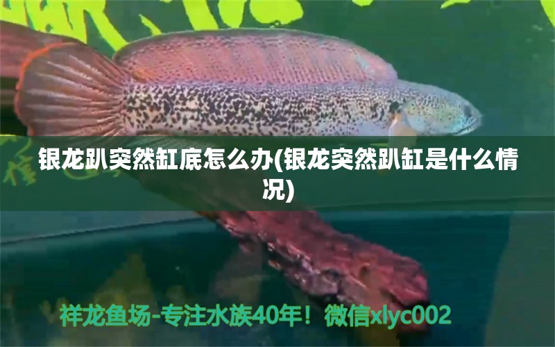 银龙趴突然缸底怎么办(银龙突然趴缸是什么情况) 黄鳍鲳鱼