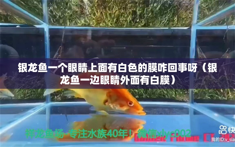 银龙鱼一个眼睛上面有白色的膜咋回事呀（银龙鱼一边眼睛外面有白膜） 野彩鱼