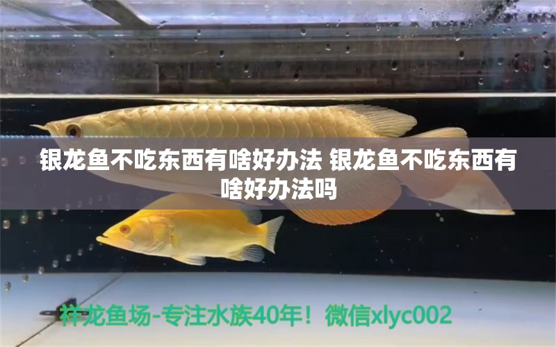 银龙鱼不吃东西有啥好办法 银龙鱼不吃东西有啥好办法吗