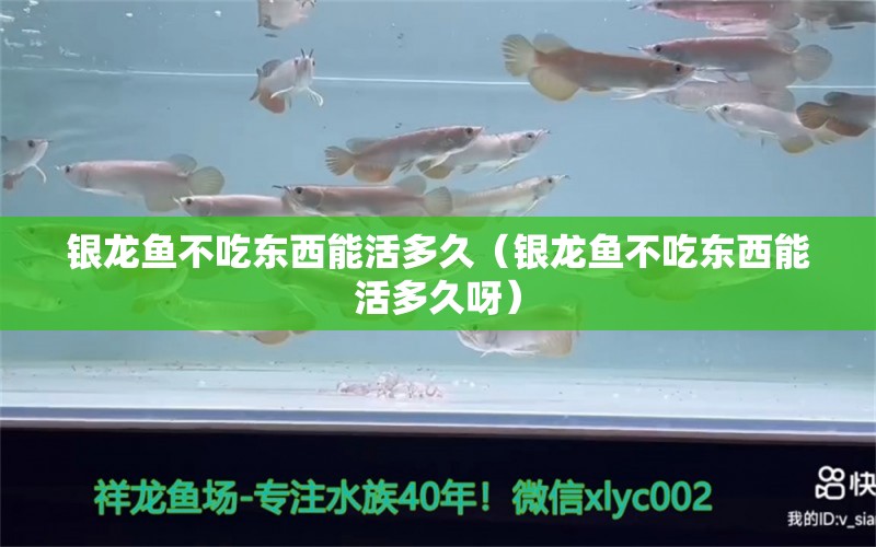 银龙鱼不吃东西能活多久（银龙鱼不吃东西能活多久呀）