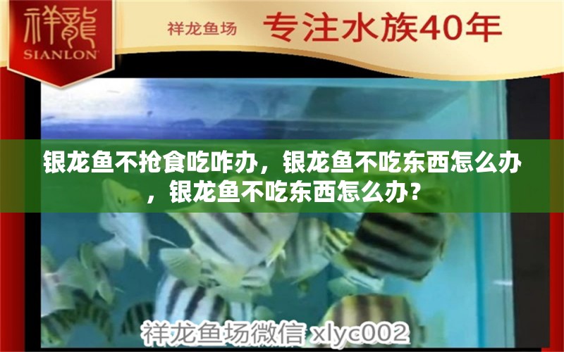 银龙鱼不抢食吃咋办，银龙鱼不吃东西怎么办，银龙鱼不吃东西怎么办？ 银龙鱼百科 第1张