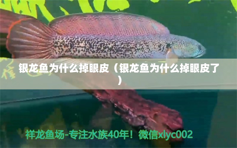 银龙鱼为什么掉眼皮（银龙鱼为什么掉眼皮了） 银龙鱼