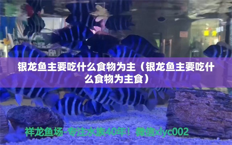 银龙鱼主要吃什么食物为主（银龙鱼主要吃什么食物为主食）