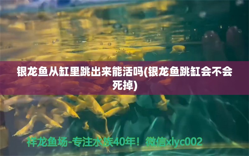 银龙鱼从缸里跳出来能活吗(银龙鱼跳缸会不会死掉)