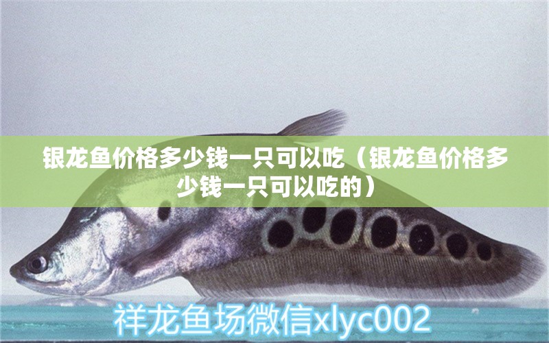 银龙鱼价格多少钱一只可以吃（银龙鱼价格多少钱一只可以吃的） 银龙鱼