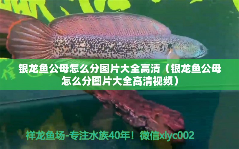 银龙鱼公母怎么分图片大全高清（银龙鱼公母怎么分图片大全高清视频） 银龙鱼