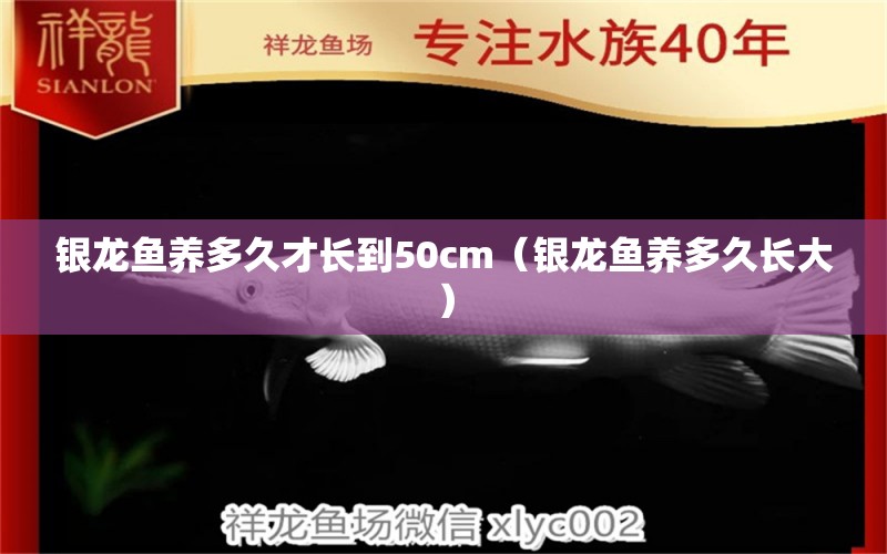 银龙鱼养多久才长到50cm（银龙鱼养多久长大）