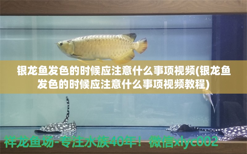 银龙鱼发色的时候应注意什么事项视频(银龙鱼发色的时候应注意什么事项视频教程)