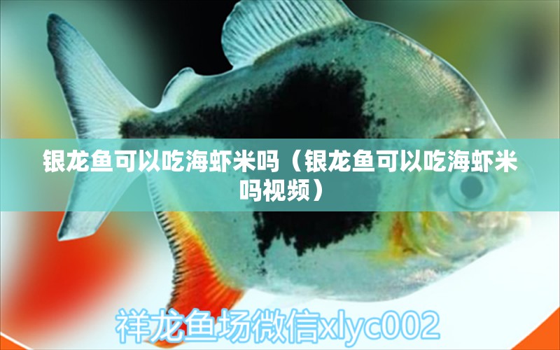 银龙鱼可以吃海虾米吗（银龙鱼可以吃海虾米吗视频）