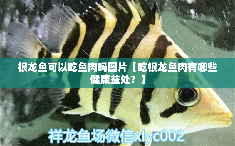 银龙鱼可以吃鱼肉吗图片【吃银龙鱼肉有哪些健康益处？】 水族问答 第1张