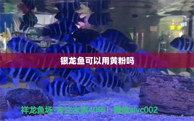 银龙鱼可以用黄粉吗