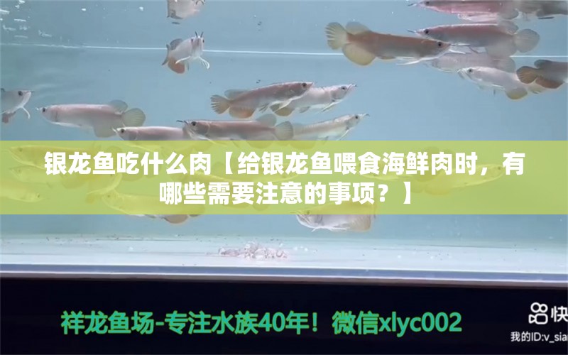 银龙鱼吃什么肉【给银龙鱼喂食海鲜肉时，有哪些需要注意的事项？】 水族问答 第2张