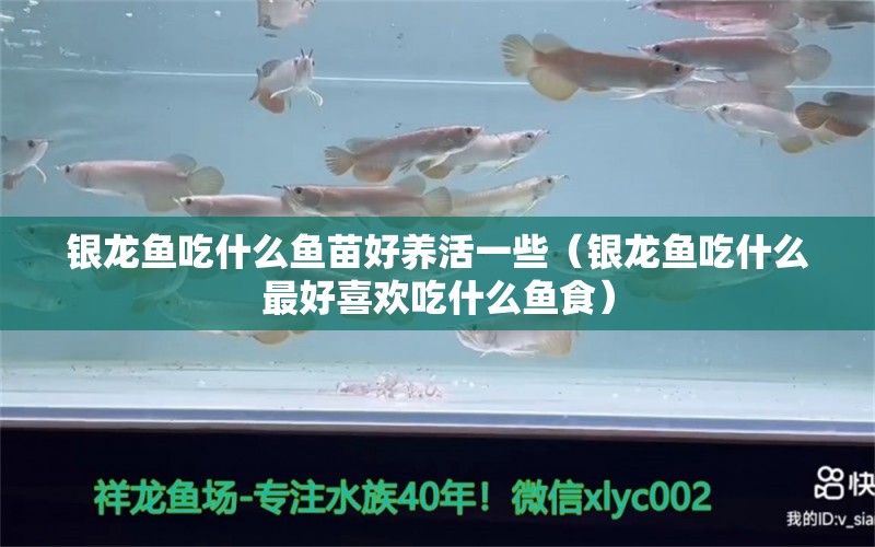 银龙鱼吃什么鱼苗好养活一些（银龙鱼吃什么最好喜欢吃什么鱼食） 银龙鱼