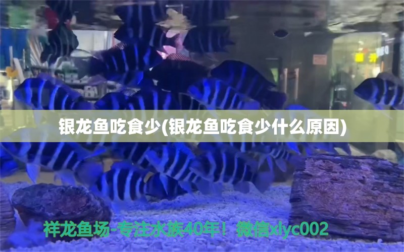 银龙鱼吃食少(银龙鱼吃食少什么原因)