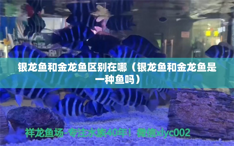 银龙鱼和金龙鱼区别在哪（银龙鱼和金龙鱼是一种鱼吗）