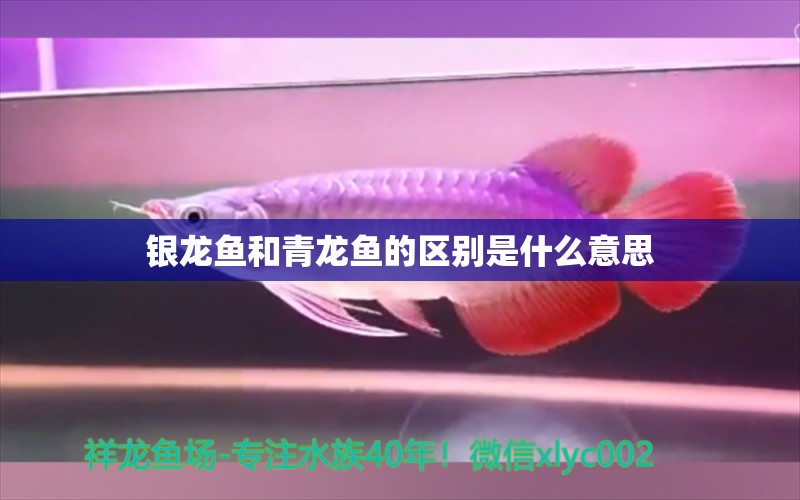 银龙鱼和青龙鱼的区别是什么意思