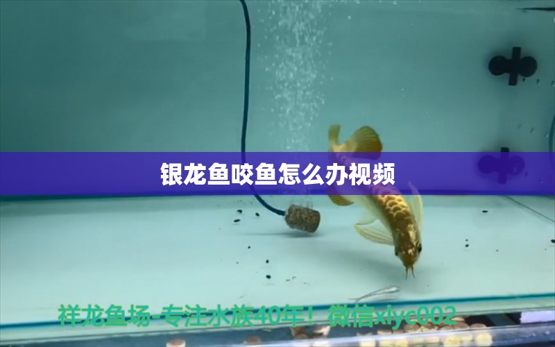 银龙鱼咬鱼怎么办视频 银龙鱼