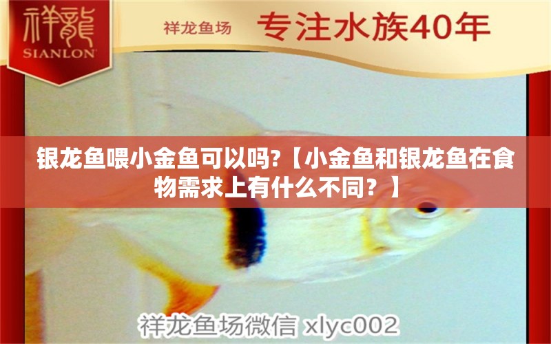 银龙鱼喂小金鱼可以吗?【小金鱼和银龙鱼在食物需求上有什么不同？】 水族问答 第2张