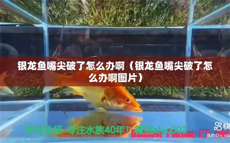 银龙鱼嘴尖破了怎么办啊（银龙鱼嘴尖破了怎么办啊图片） 银龙鱼