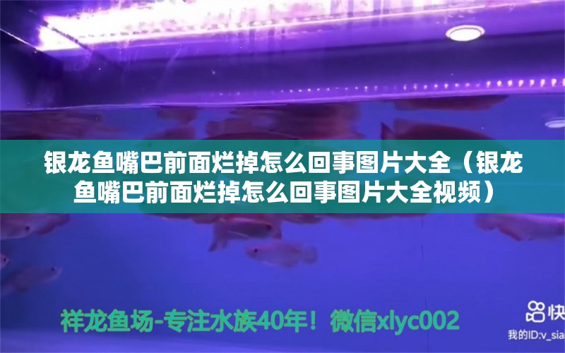 银龙鱼嘴巴前面烂掉怎么回事图片大全（银龙鱼嘴巴前面烂掉怎么回事图片大全视频）