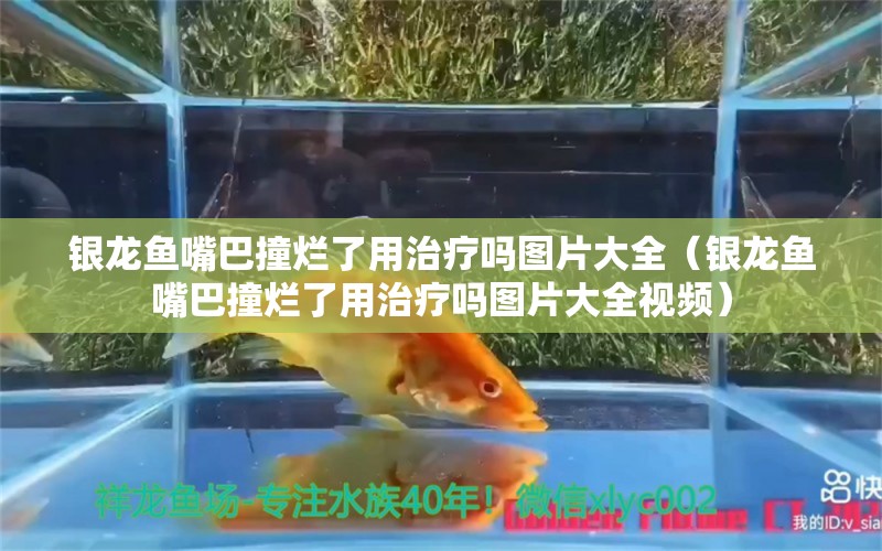 银龙鱼嘴巴撞烂了用治疗吗图片大全（银龙鱼嘴巴撞烂了用治疗吗图片大全视频） 银龙鱼