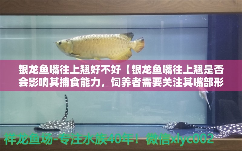 银龙鱼嘴往上翘好不好【银龙鱼嘴往上翘是否会影响其捕食能力，饲养者需要关注其嘴部形态】