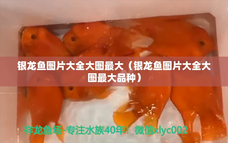 银龙鱼图片大全大图最大（银龙鱼图片大全大图最大品种） 银龙鱼