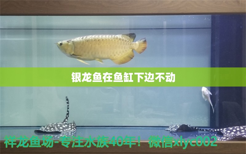 银龙鱼在鱼缸下边不动