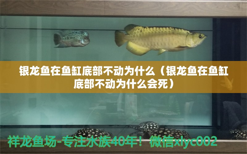 银龙鱼在鱼缸底部不动为什么（银龙鱼在鱼缸底部不动为什么会死） 银龙鱼