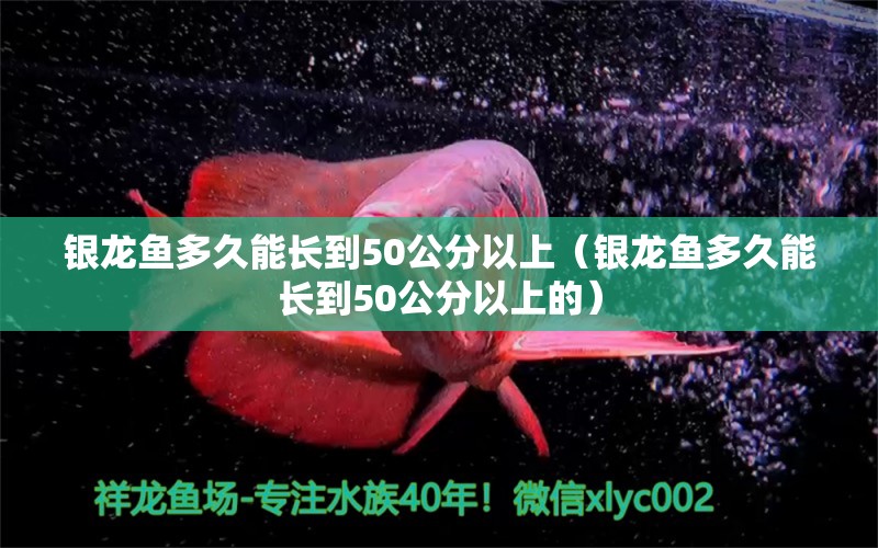 银龙鱼多久能长到50公分以上（银龙鱼多久能长到50公分以上的）