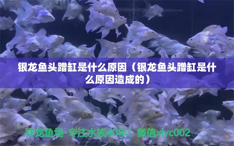 银龙鱼头蹭缸是什么原因（银龙鱼头蹭缸是什么原因造成的）