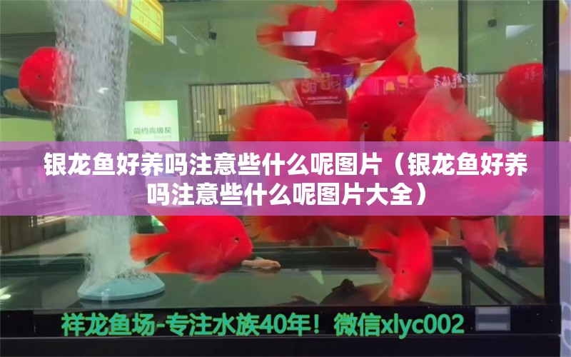 银龙鱼好养吗注意些什么呢图片（银龙鱼好养吗注意些什么呢图片大全）