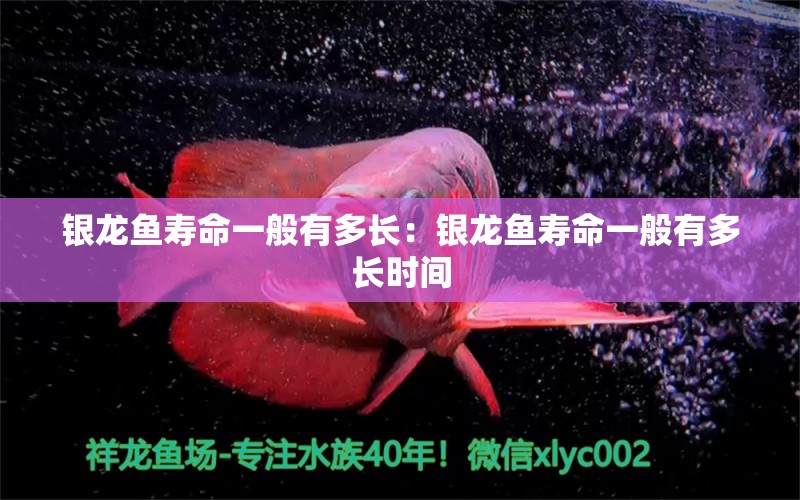 银龙鱼寿命一般有多长：银龙鱼寿命一般有多长时间 银龙鱼