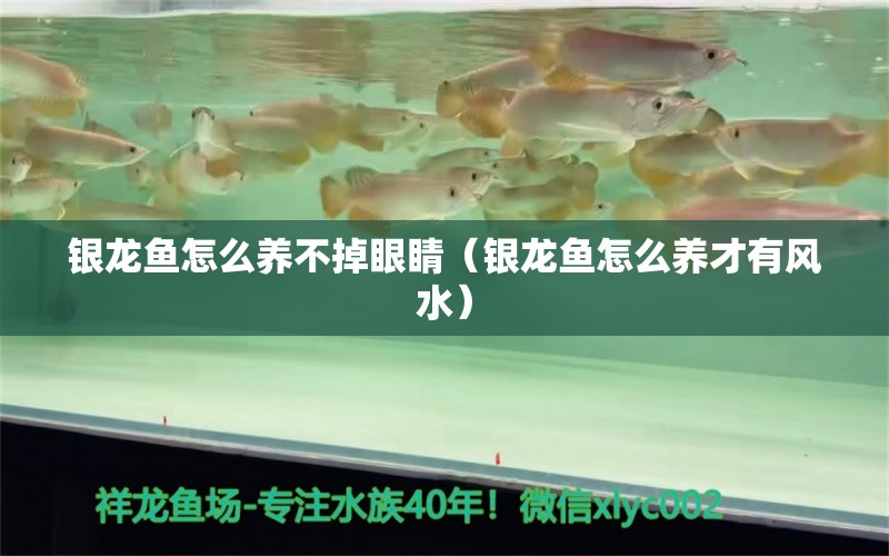 银龙鱼怎么养不掉眼睛（银龙鱼怎么养才有风水）