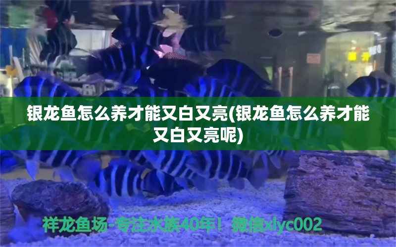 银龙鱼怎么养才能又白又亮(银龙鱼怎么养才能又白又亮呢)