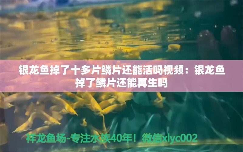 银龙鱼掉了十多片鳞片还能活吗视频：银龙鱼掉了鳞片还能再生吗