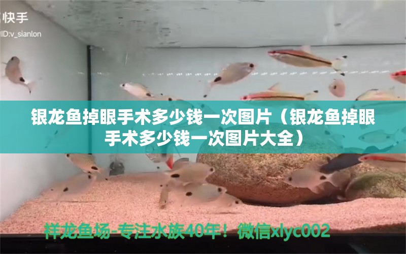 银龙鱼掉眼手术多少钱一次图片（银龙鱼掉眼手术多少钱一次图片大全） 银龙鱼