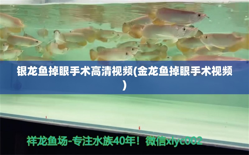 银龙鱼掉眼手术高清视频(金龙鱼掉眼手术视频) 银龙鱼