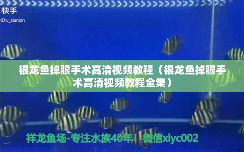 银龙鱼掉眼手术高清视频教程（银龙鱼掉眼手术高清视频教程全集） 银龙鱼