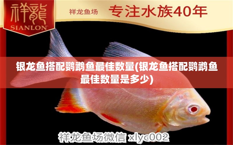 银龙鱼搭配鹦鹉鱼最佳数量(银龙鱼搭配鹦鹉鱼最佳数量是多少)