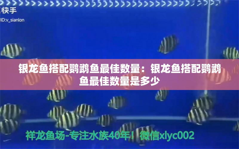 银龙鱼搭配鹦鹉鱼最佳数量：银龙鱼搭配鹦鹉鱼最佳数量是多少