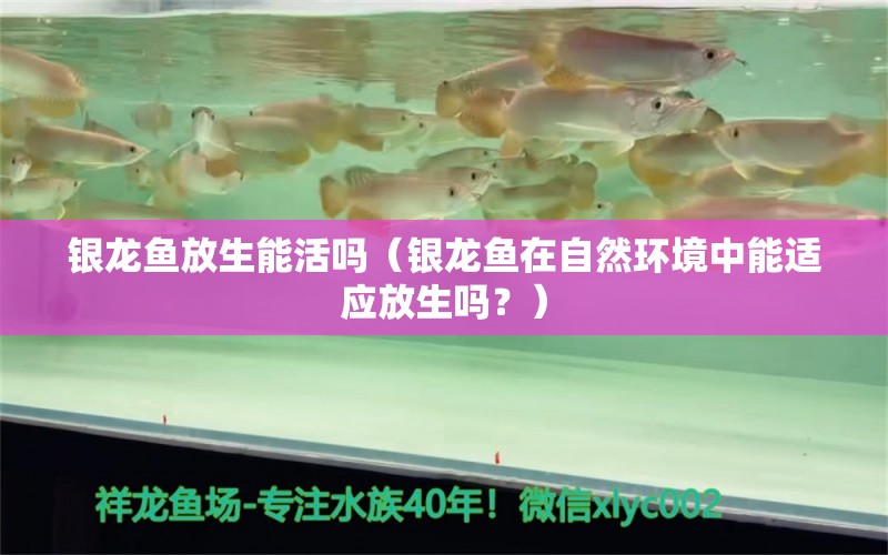 银龙鱼放生能活吗（银龙鱼在自然环境中能适应放生吗？） 水族问答