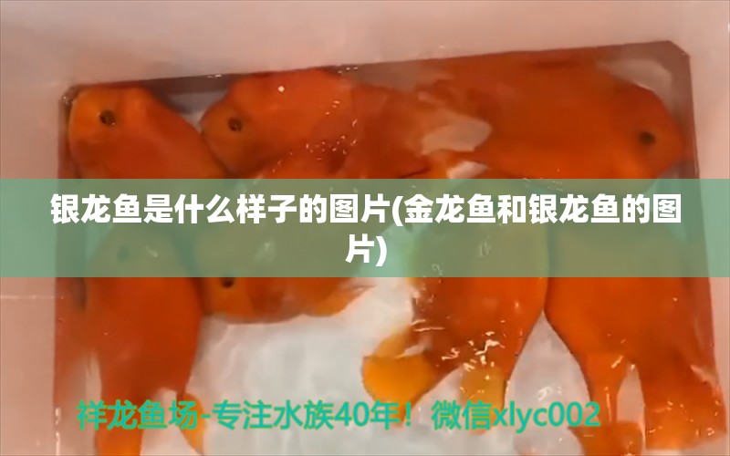 银龙鱼是什么样子的图片(金龙鱼和银龙鱼的图片)